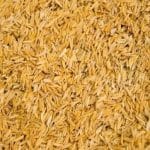 ricehusk